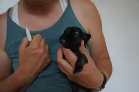 Eine Frau im petrolfarbenen Trägershirt hält einen neugeborenen schwarzen Welpen in der Hand und in der anderen Hand eine kleine Spritze.