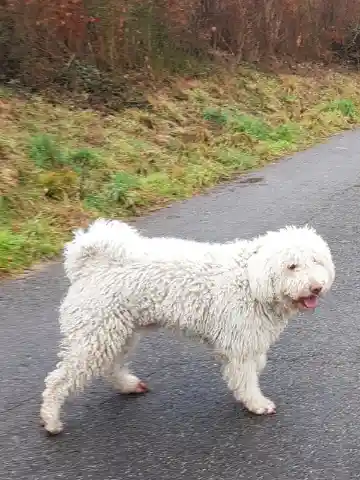 Ein weisser Hund mit langem, zotteligem Lockenfell steht auf einer nassen Asphaltstrasse neben einer herbstlichen Böschung.