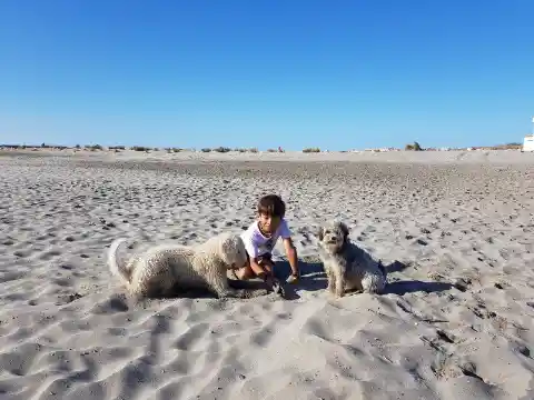 Ein Kind kauert an einem weiten Sandstrand zwischen einem liegenden weissen, lockigen Hund und einem sitzenden kleinen grauen langhaarigen Hund.