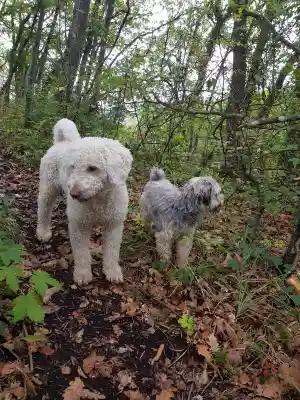 Ein weisser, lockiger Hund und ein kleiner, grau-weisser langhaariger Hund stehen auf einem mit Laub bedeckten Waldweg.