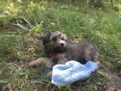 Ein junger Löwchen-Hund mit rotem Halsband liegt im Gras neben einem hellblauen Handtuch.