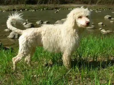 Ein weisser, gelockter Perro de Agua Español steht im Gras am Ufer eines steinigen Flusses.