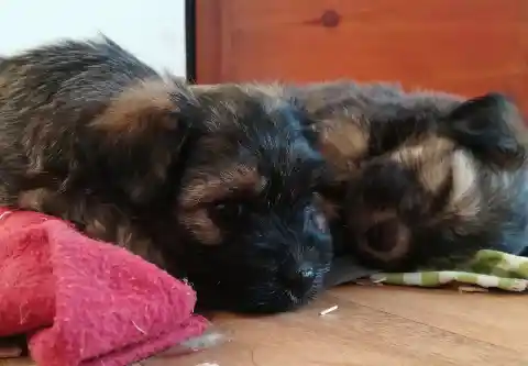 Zwei junge, langhaarige Welpen mit schwarz-lohfarbenem Fell liegen nebeneinander auf einem Holzboden, einer davon auf einem roten Kissen.