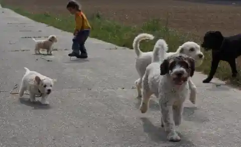 Mehrere Hunde auf einem Feldweg: zwei helle Welpen, drei erwachsene lockige Hunde in Weiss und Braun-Weiss sowie ein schwarzer Hund, dahinter läuft ein kleines Kind.