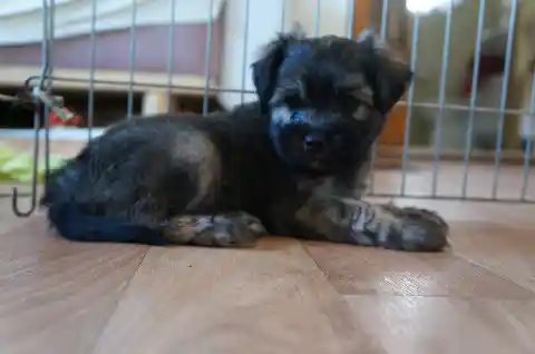 Ein junger Welpe mit schwarz-lohfarbenem Fell liegt in einem Welpenauslauf auf einem Holzboden und blickt in die Kamera.