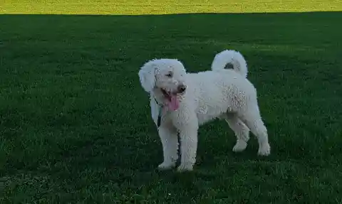 Ein weisser, lockiger Hund mit heraushängender Zunge steht auf einem sattgrünen Rasen im Abendlicht.
