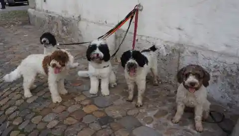 Fünf gelockte Hunde in Braun-Weiss und Schwarz-Weiss stehen und sitzen angeleint auf Kopfsteinpflaster vor einer Hauswand.