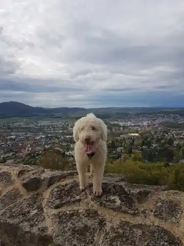 Ein weisser, lockiger Hund steht auf einer Felsmauer hoch über einer Stadt, dahinter Hügel und ein bewölkter Himmel.