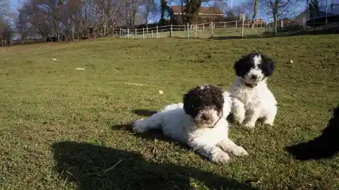 Zwei schwarz-weisse Welpen liegen und sitzen im sonnigen Gras einer Wiese, im Hintergrund ein Zaun und Bäume.