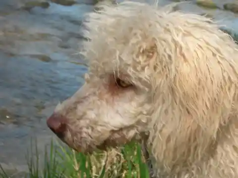 Nahaufnahme des Kopfes eines cremefarbenen, gelockten Perro de Agua Español vor Wasser.