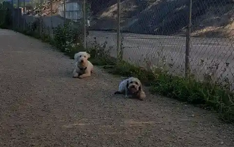 Ein weisser, lockiger Hund und ein kleiner grau-weisser langhaariger Hund liegen auf einem Kiesweg neben einem Maschendrahtzaun.