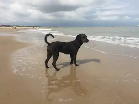 Ein nasser, schwarzer, gelockter Hund steht am Sandstrand im flachen Wasser am Meer.