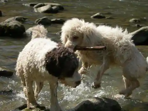 Zwei gelockte Perro-de-Agua-Español-Hunde spielen in einem flachen Fluss, einer hält einen Stock im Maul.