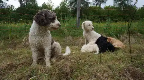 Ein gelockter, braun-weisser Hund sitzt auf einer Wiese vor einem Zaun, dahinter liegen mehrere Welpen in Weiss, Schwarz und Rotbraun im Gras.