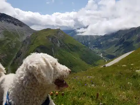 Ein weisser, lockiger Hund mit blauem Geschirr blickt über eine Bergwiese in ein grünes Alpental mit Passstrasse und Wolken.
