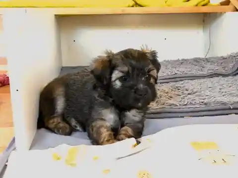 Ein junger, schwarz-lohfarbener Welpe mit langem Fell sitzt unter einem weissen Regal auf einer grauen Decke.