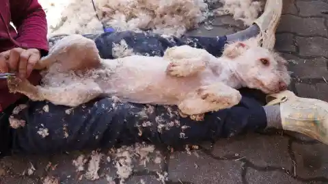 Ein frisch geschorener, heller Perro de Agua Español liegt auf dem Rücken im Schoss einer Person, umgeben von abgeschnittenem Fell.