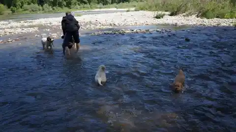 Eine Person watet mit drei Hunden durch einen flachen, sonnigen Fluss mit Kiesufer.