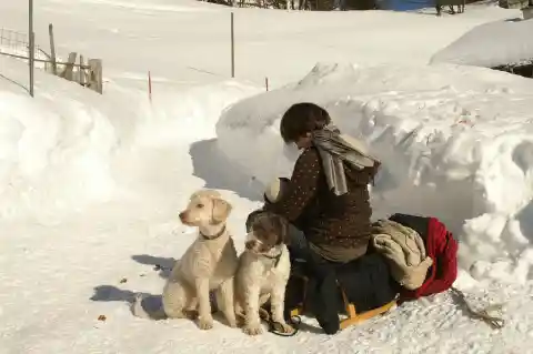 Zwei junge Perro-de-Agua-Español-Hunde sitzen im Schnee neben einer Person auf einem Schlitten.