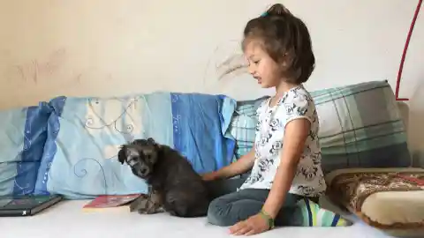 Ein kleines Mädchen sitzt auf einem Sofa mit blauen Kissen und streichelt einen dunklen, langhaarigen Welpen.