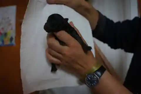 Ein neugeborener schwarzer Welpe wird von einer Hand mit Armbanduhr vor einem weissen Tuch gehalten.