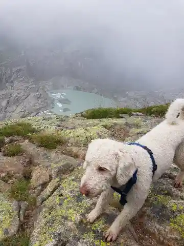 Ein weisser, lockiger Hund mit blauem Geschirr steht auf flechtenbewachsenen Felsen, unten im Nebel liegt ein Bergsee.