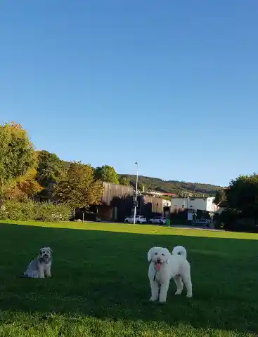 Ein weisser, lockiger Hund und ein kleiner grauer langhaariger Hund auf einer grünen Rasenfläche unter blauem Himmel, im Hintergrund Bäume und Häuser.