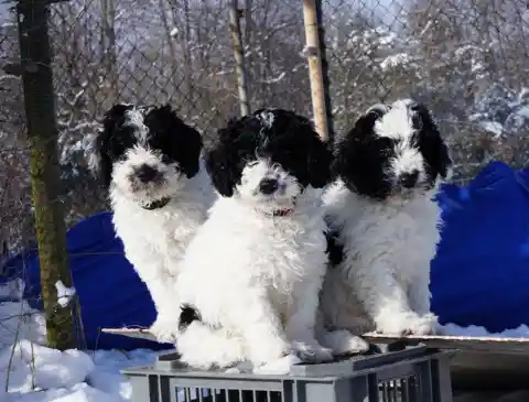 Drei schwarz-weisse Welpen sitzen nebeneinander auf einer Kiste im Schnee vor einem Maschendrahtzaun und einer blauen Plane.