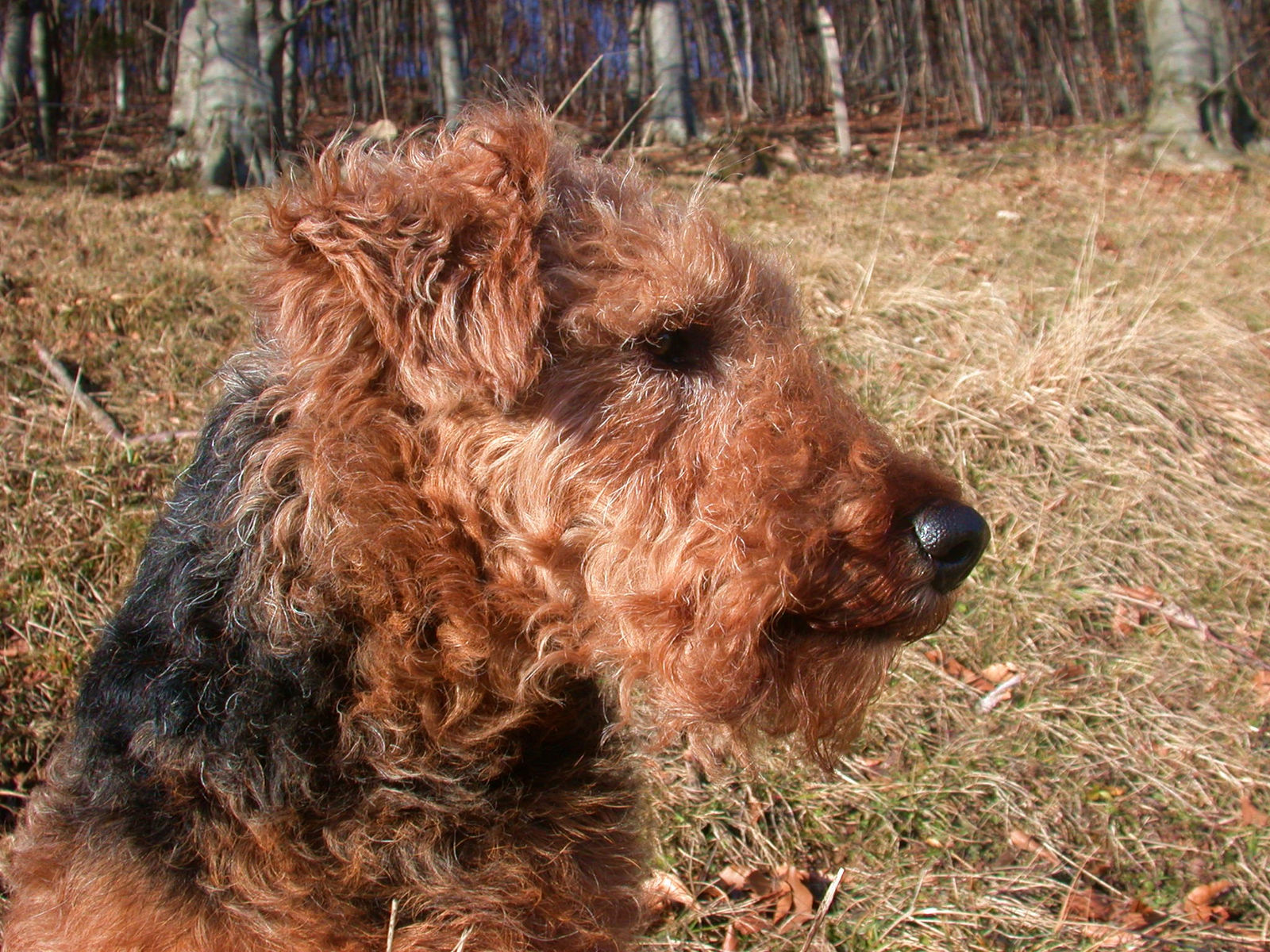 Kopfporträt eines rotbraunen Welsh Terriers mit schwarzem Sattel im Profil, dahinter kahler Buchenwald.