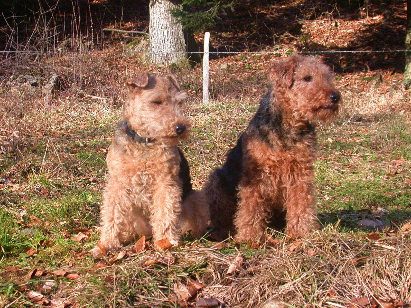 Zwei Welsh Terrier sitzen nebeneinander im trockenen Gras am Waldrand, der linke heller mit Halsband, der rechte mit dunklem Sattel.