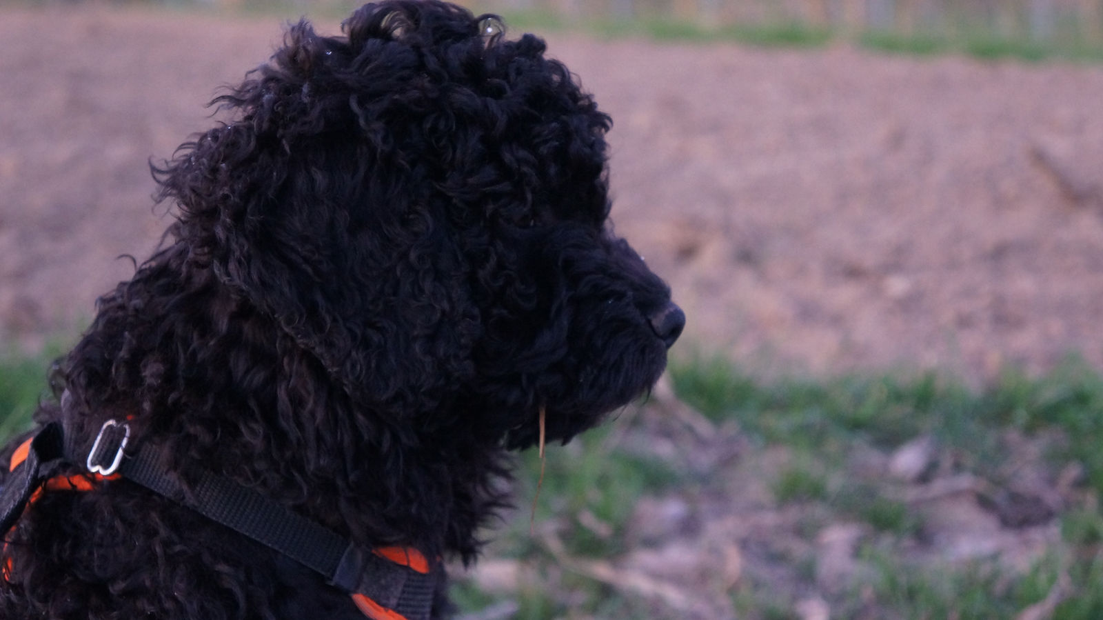 Schwarzer, dicht gelockter Spanischer Wasserhund im Profil mit schwarz-orangem Geschirr auf einem kahlen Acker in der Dämmerung.