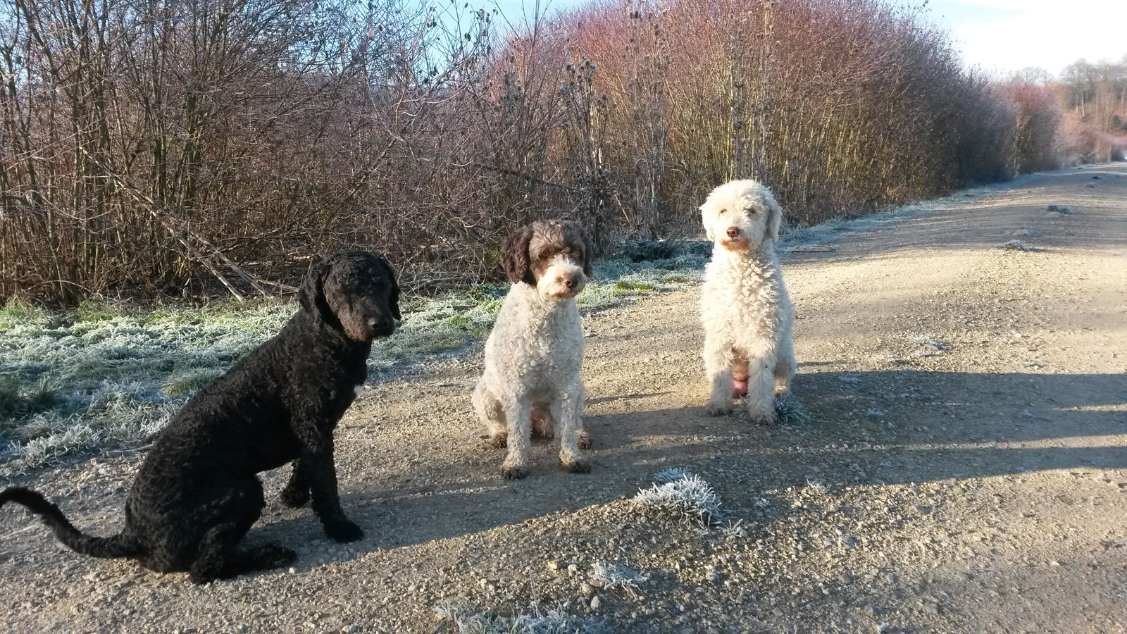 Drei Spanische Wasserhunde sitzen an einem Frostmorgen nebeneinander auf einem Kiesweg vor rotbraunem Wintergebüsch, links ein schwarzer, in der Mitte ein braun-weisser, rechts ein weisser.