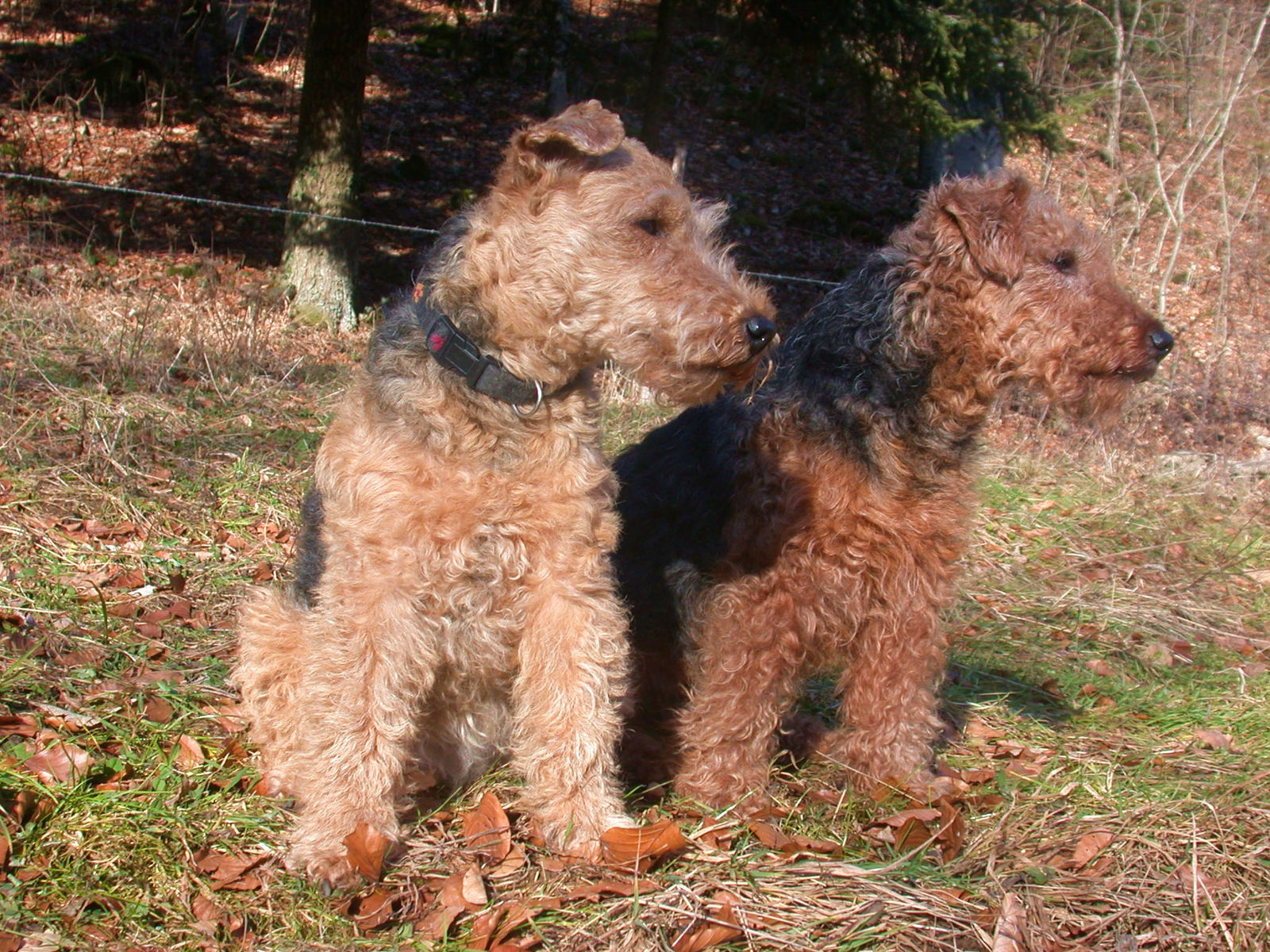 Zwei Welsh Terrier stehen nebeneinander im Profil auf dem laubbedeckten Waldboden und schauen in dieselbe Richtung.