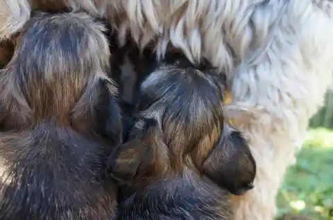 Zwei dunkle, braun-schwarze Welpen trinken dicht aneinandergedrängt bei ihrer hellen, langhaarigen Mutter.