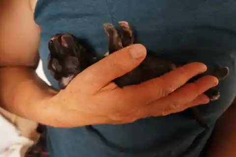 Ein neugeborener, dunkler Welpe liegt mit geschlossenen Augen in einer Hand vor einem blauen T-Shirt.