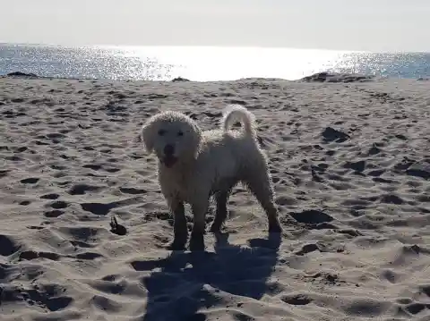 Ein weisser, lockiger Hund steht mit heraushängender Zunge an einem Sandstrand, hinter ihm glitzert das Meer im Gegenlicht.