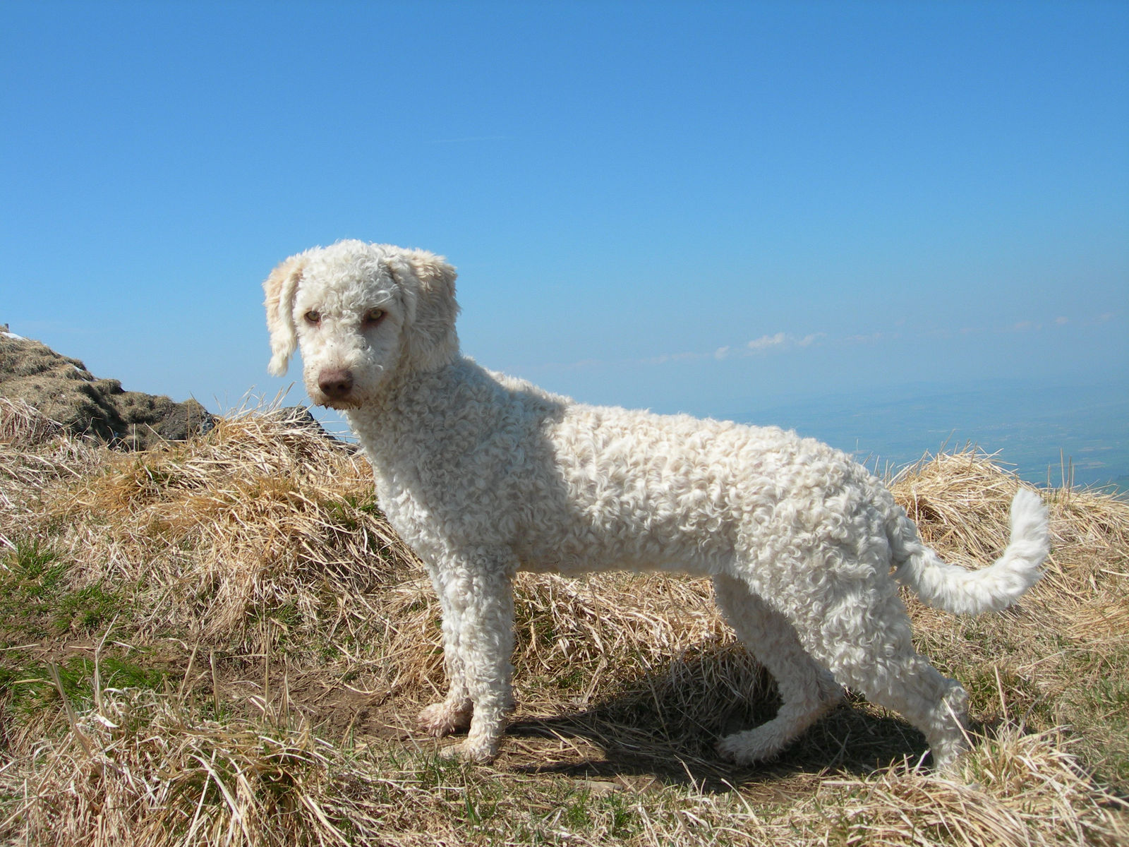 Weisser Spanischer Wasserhund steht im vollen Profil auf einem sonnigen Bergkamm im trockenen Gras, das Lockenfell ist gleichmässig geschoren, dahinter die Ebene und blauer Himmel.