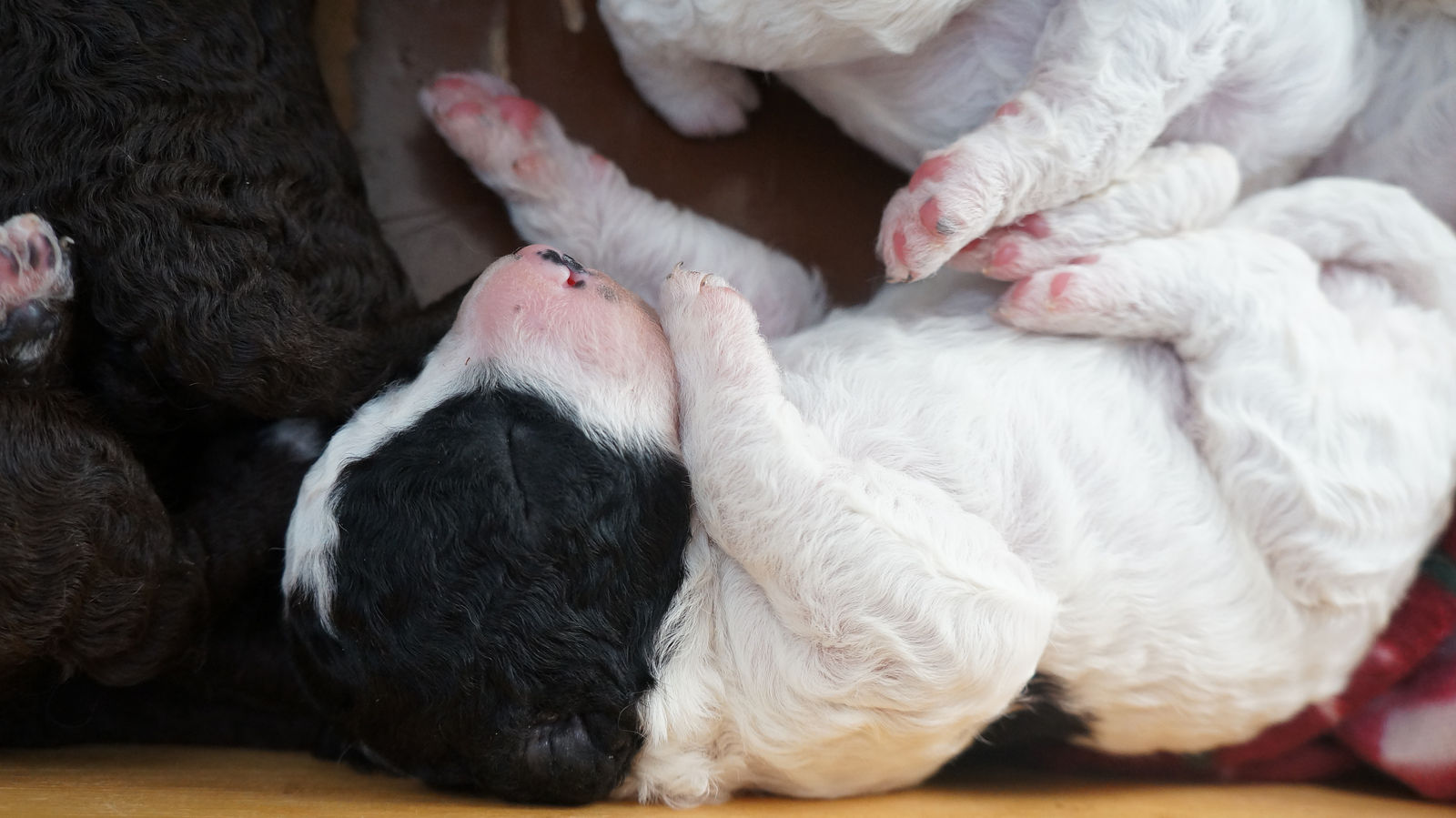 Nahaufnahme neugeborener Welpen im Wurfkasten, ein schwarz-weisser liegt mit rosa Nase auf dem Rücken, daneben weisse Geschwister, links das dunkle Lockenfell eines erwachsenen Hundes.