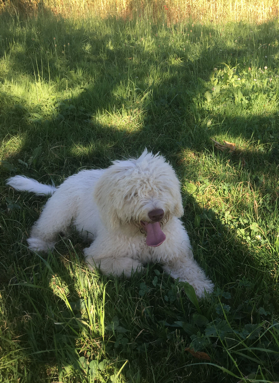 Junger, cremeweiss gelockter Spanischer Wasserhund liegt entspannt mit heraushängender Zunge im hohen Sommergras, halb im Schatten.