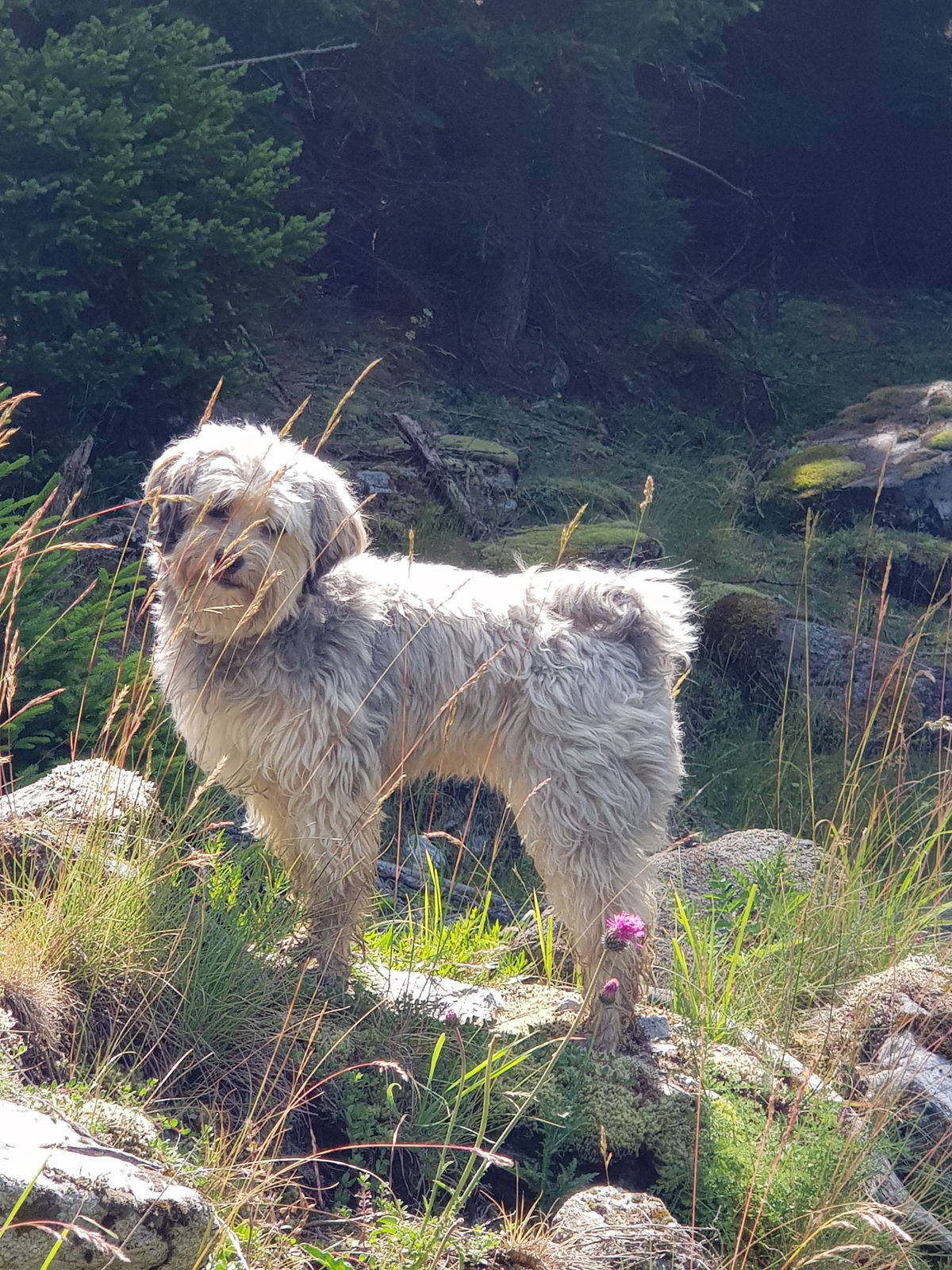 Heller, zottelig behaarter Spanischer Wasserhund steht aufmerksam auf einer sonnigen Alpweide am Waldrand zwischen Gräsern, im Vordergrund blüht eine Distel.