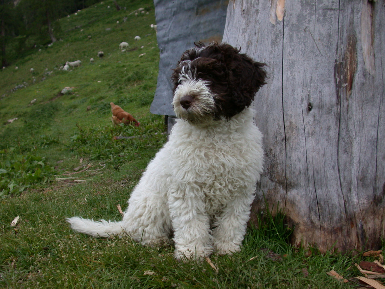 Braun-weisser Perro-Welpe sitzt an einen verwitterten Baumstrunk gelehnt auf einer Alpweide, im Gras pickt ein braunes Huhn, am Hang dahinter grasen Schafe.