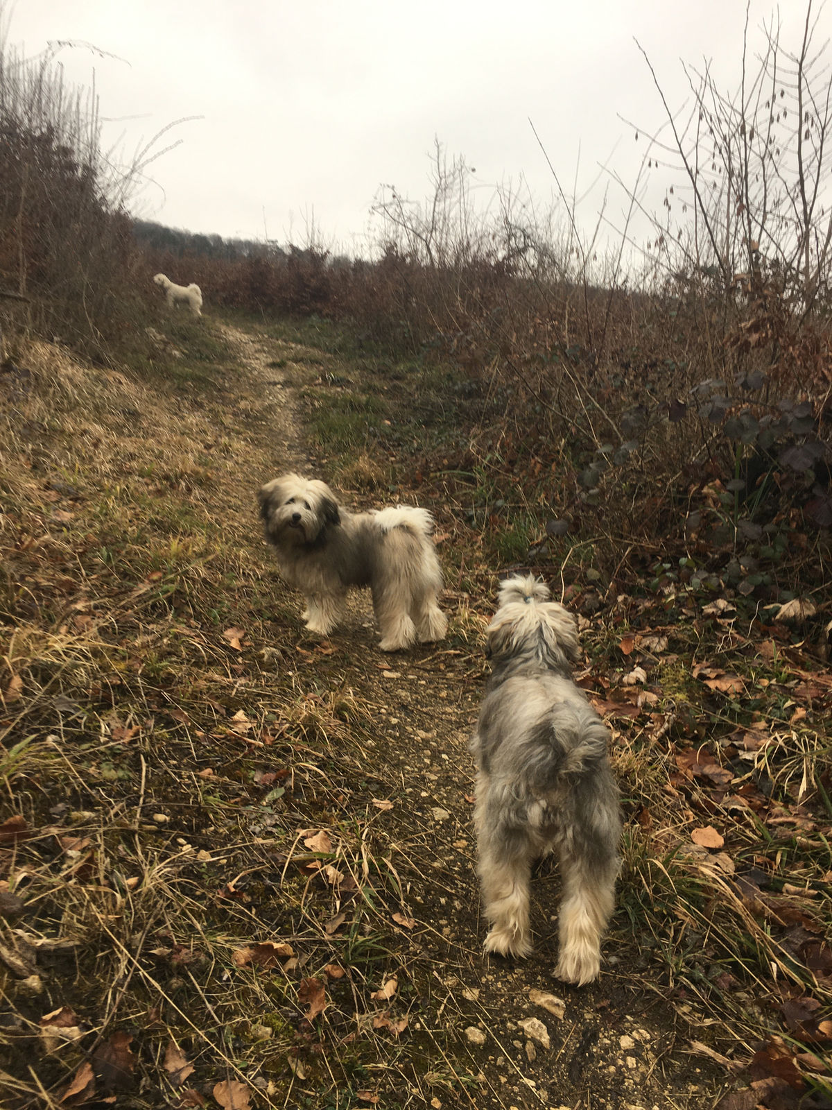Zwei zottelige, grau-beige Löwchen auf einem Feldweg zwischen winterlichen Hecken, eines schaut in die Kamera, das andere läuft davon, weit hinten ein kleiner heller Hund.