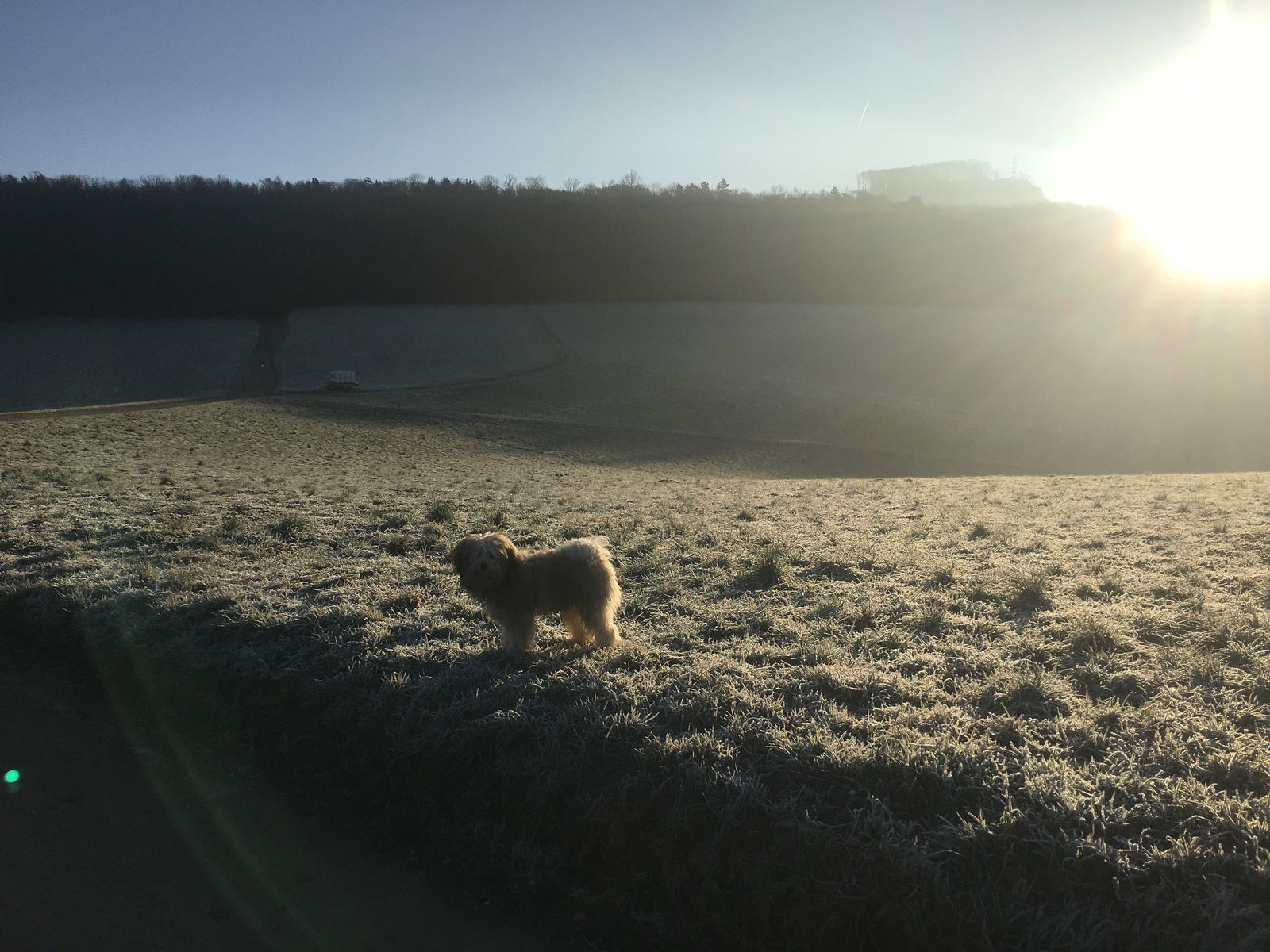Ein beiges Löwchen steht allein auf einer raureifweissen Wiese im Gegenlicht der tiefstehenden Wintersonne, dahinter ein bewaldeter Hügelzug.