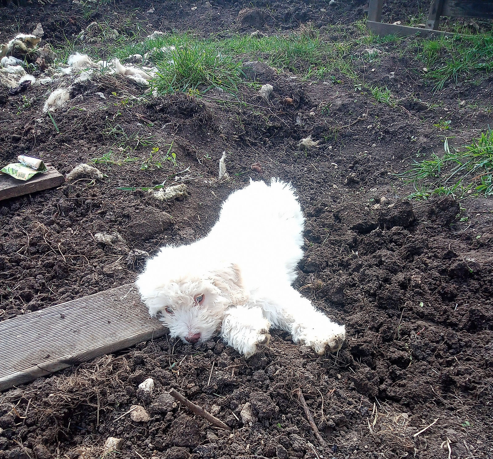 Weisser Perro-Welpe liegt lang ausgestreckt auf frisch umgegrabener dunkler Gartenerde neben einem Holzbrett, ringsum liegen Wollreste als Mulch.