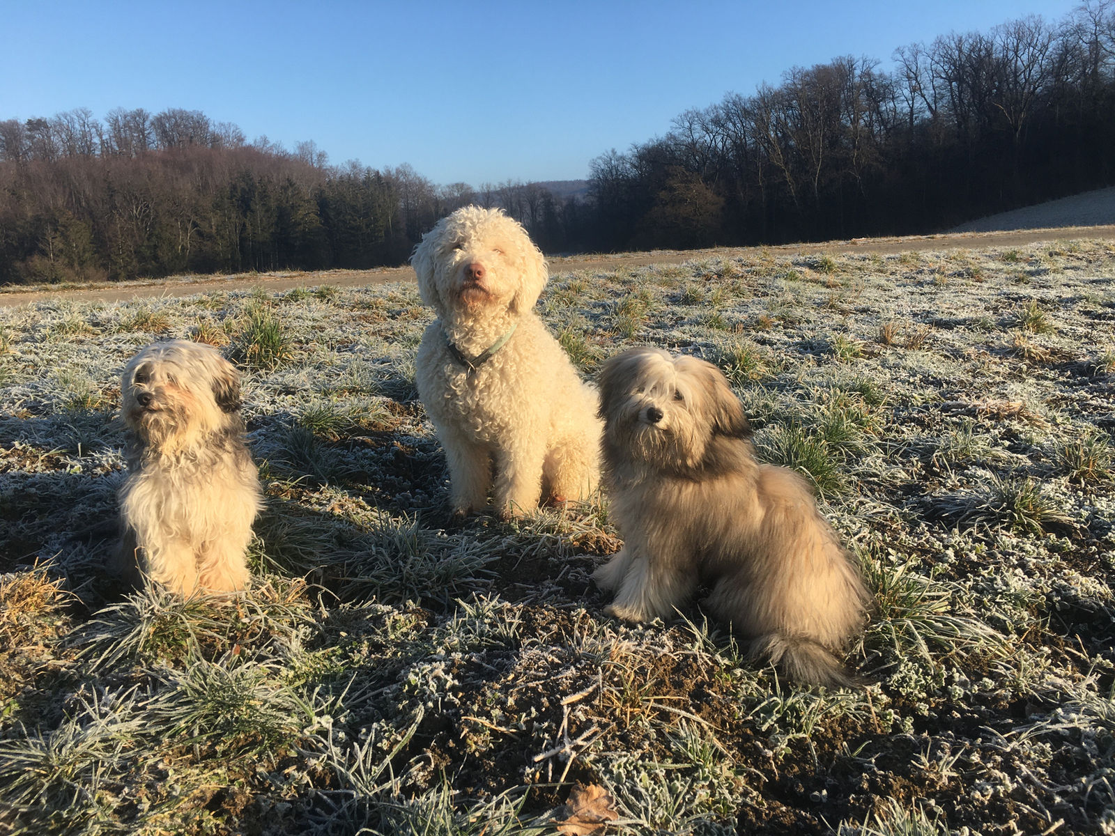 Drei Hunde sitzen nebeneinander auf einer raureifbedeckten Wiese vor winterlichem Waldrand, links ein kleiner grau-beiger Zotteliger, in der Mitte ein weisser, dicht gelockter Spanischer Wasserhund, rechts ein beiger Zotteliger.
