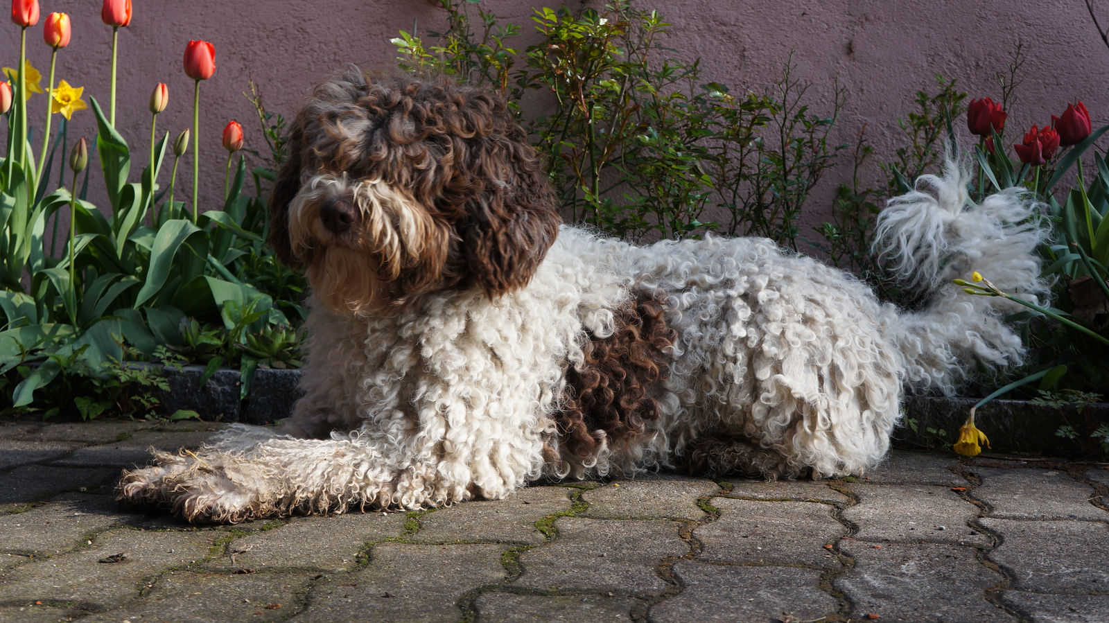 Braun-weisser Spanischer Wasserhund mit langen Zotteln liegt auf dem Pflastervorplatz vor einer altrosa Hauswand, daneben blühen rote Tulpen und gelbe Narzissen.