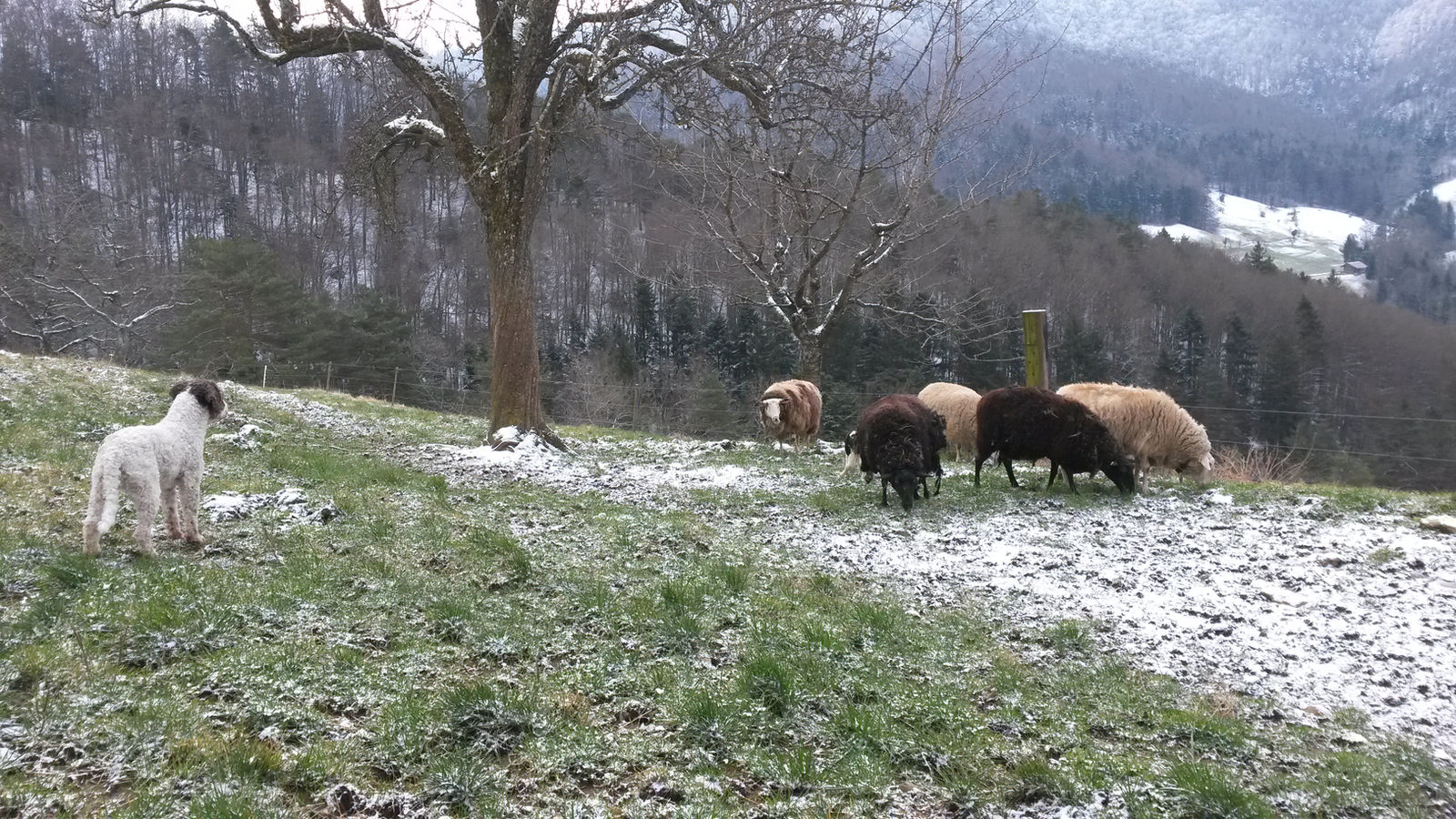 Weiss-brauner Spanischer Wasserhund steht auf einer leicht angezuckerten Wiese und beobachtet eine kleine Gruppe grasender Schafe unter kahlen Bäumen, dahinter bewaldete Jurahänge.