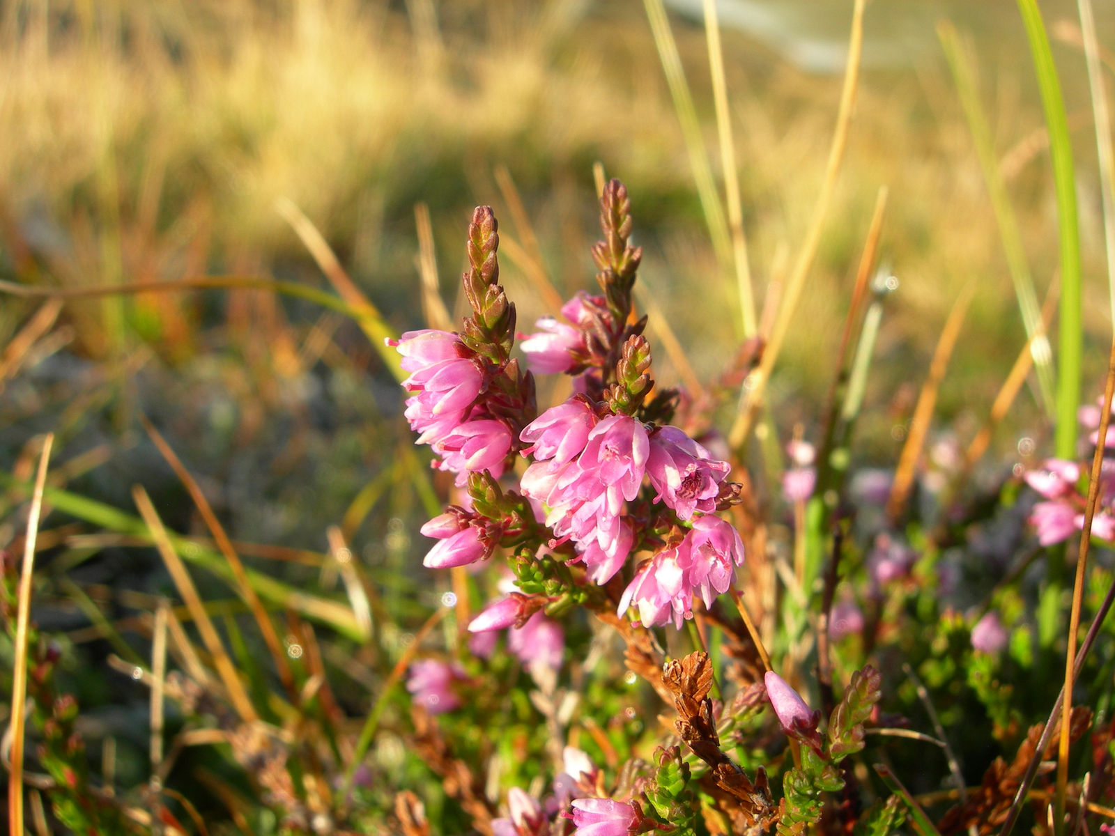 Makroaufnahme rosa blühender Besenheide im warmen Gegenlicht zwischen trockenen Gräsern.