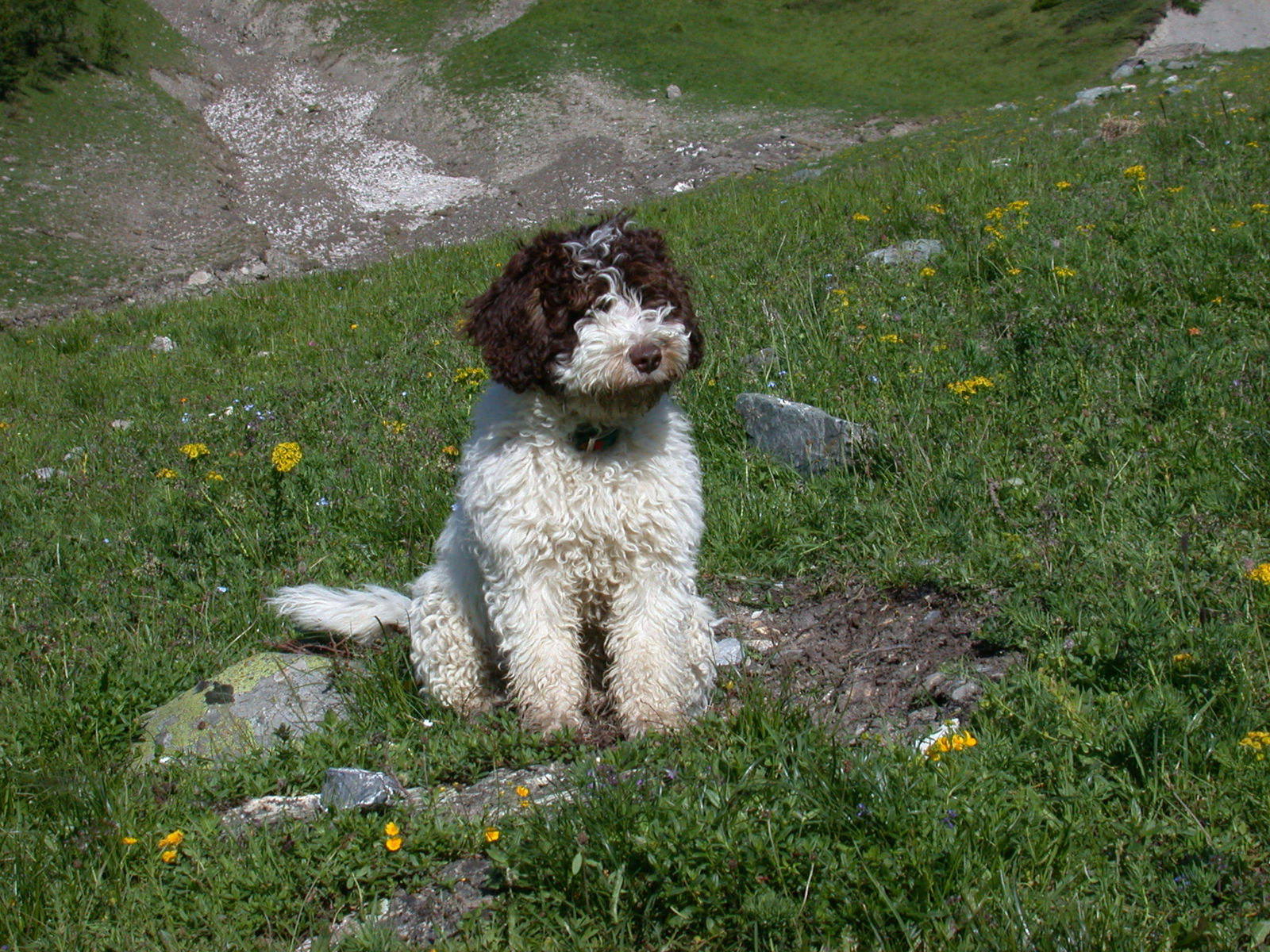 Weisser Spanischer Wasserhund mit braunem Kopf sitzt in einer blühenden Alpwiese, dahinter ein Schneefeld in der Runse.