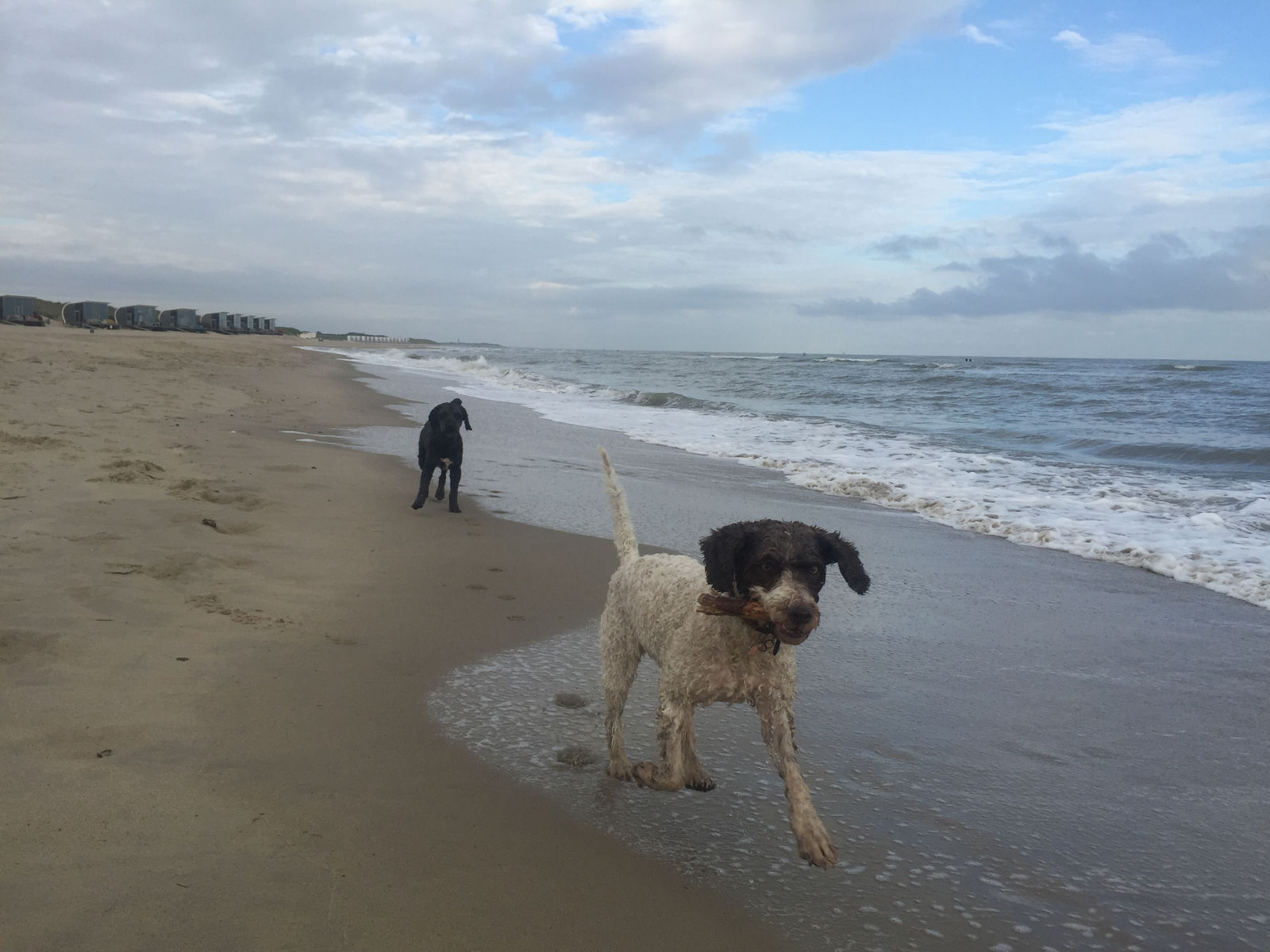 Am Meeresstrand kommt ein weiss-brauner Spanischer Wasserhund mit einem Stück Holz im Fang aus der Brandung, dahinter ein schwarzer Hund und eine Reihe Strandhäuschen.
